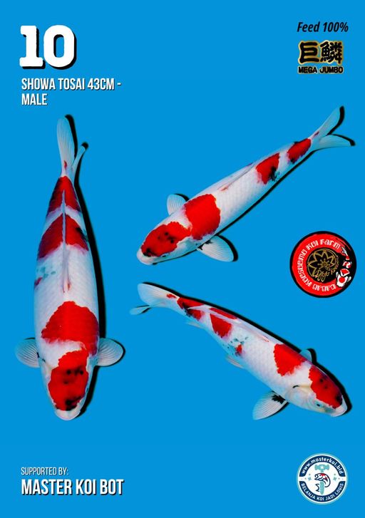 Lelang Koi Online, Jual Beli Ikan Koi, Pusat Jual Beli Koi, Info Lelang Koi Hari Ini, Platform Jual Beli Koi, Jual Beli Ikan Koi Online, Marketplace Ikan Koi, Jual Koi Terbaik, Tempat Beli Koi Berkualitas, Pasar Ikan Koi Online Terpercaya, Penjual Ikan Koi Terpercaya, Beli Koi Hias Online, Ikan Koi untuk Dijual, Koi Kualitas Terbaik, Toko Online Ikan Koi, Koi Hias Untuk Dijual, Jual Beli Ikan Koi Lokal, Koi Indonesia Online, Pusat Jual Beli Koi Terbesar