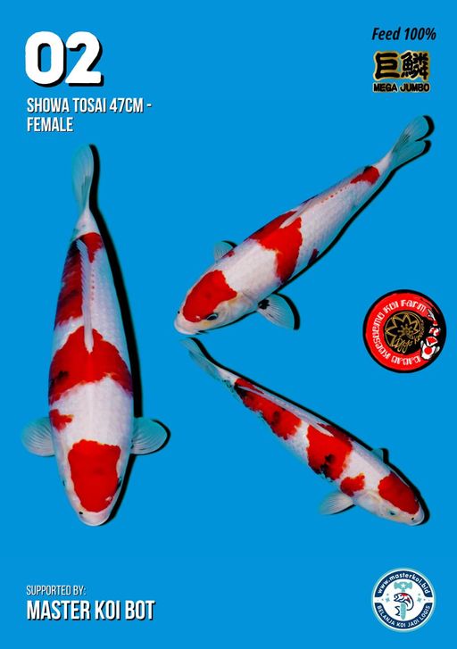 Lelang Koi Online, Jual Beli Ikan Koi, Pusat Jual Beli Koi, Info Lelang Koi Hari Ini, Platform Jual Beli Koi, Jual Beli Ikan Koi Online, Marketplace Ikan Koi, Jual Koi Terbaik, Tempat Beli Koi Berkualitas, Pasar Ikan Koi Online Terpercaya, Penjual Ikan Koi Terpercaya, Beli Koi Hias Online, Ikan Koi untuk Dijual, Koi Kualitas Terbaik, Toko Online Ikan Koi, Koi Hias Untuk Dijual, Jual Beli Ikan Koi Lokal, Koi Indonesia Online, Pusat Jual Beli Koi Terbesar