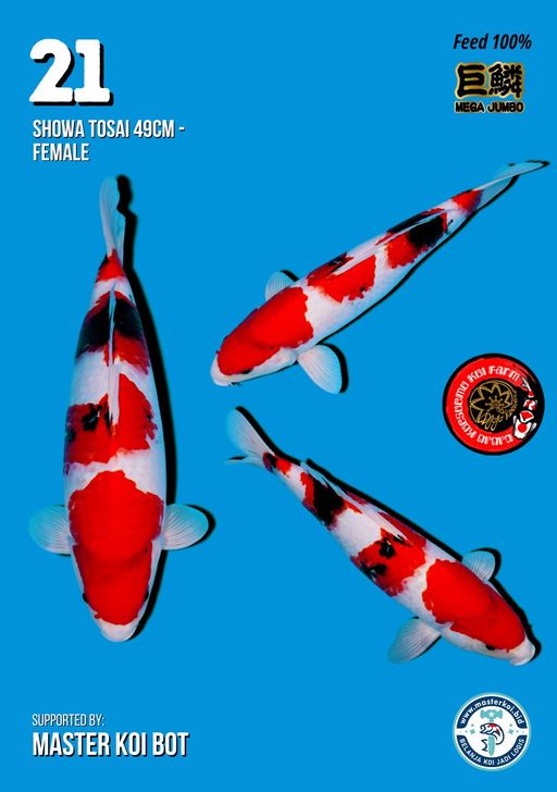 Lelang Koi Online, Jual Beli Ikan Koi, Pusat Jual Beli Koi, Info Lelang Koi Hari Ini, Platform Jual Beli Koi, Jual Beli Ikan Koi Online, Marketplace Ikan Koi, Jual Koi Terbaik, Tempat Beli Koi Berkualitas, Pasar Ikan Koi Online Terpercaya, Penjual Ikan Koi Terpercaya, Beli Koi Hias Online, Ikan Koi untuk Dijual, Koi Kualitas Terbaik, Toko Online Ikan Koi, Koi Hias Untuk Dijual, Jual Beli Ikan Koi Lokal, Koi Indonesia Online, Pusat Jual Beli Koi Terbesar