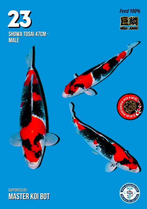 Lelang Koi Online, Jual Beli Ikan Koi, Pusat Jual Beli Koi, Info Lelang Koi Hari Ini, Platform Jual Beli Koi, Jual Beli Ikan Koi Online, Marketplace Ikan Koi, Jual Koi Terbaik, Tempat Beli Koi Berkualitas, Pasar Ikan Koi Online Terpercaya, Penjual Ikan Koi Terpercaya, Beli Koi Hias Online, Ikan Koi untuk Dijual, Koi Kualitas Terbaik, Toko Online Ikan Koi, Koi Hias Untuk Dijual, Jual Beli Ikan Koi Lokal, Koi Indonesia Online, Pusat Jual Beli Koi Terbesar