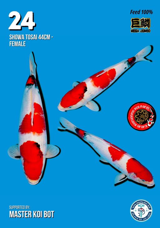 Lelang Koi Online, Jual Beli Ikan Koi, Pusat Jual Beli Koi, Info Lelang Koi Hari Ini, Platform Jual Beli Koi, Jual Beli Ikan Koi Online, Marketplace Ikan Koi, Jual Koi Terbaik, Tempat Beli Koi Berkualitas, Pasar Ikan Koi Online Terpercaya, Penjual Ikan Koi Terpercaya, Beli Koi Hias Online, Ikan Koi untuk Dijual, Koi Kualitas Terbaik, Toko Online Ikan Koi, Koi Hias Untuk Dijual, Jual Beli Ikan Koi Lokal, Koi Indonesia Online, Pusat Jual Beli Koi Terbesar