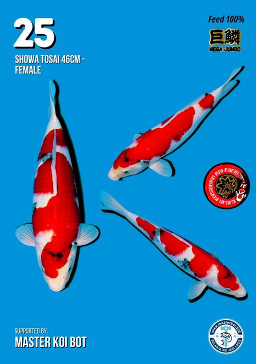 Lelang Koi Online, Jual Beli Ikan Koi, Pusat Jual Beli Koi, Info Lelang Koi Hari Ini, Platform Jual Beli Koi, Jual Beli Ikan Koi Online, Marketplace Ikan Koi, Jual Koi Terbaik, Tempat Beli Koi Berkualitas, Pasar Ikan Koi Online Terpercaya, Penjual Ikan Koi Terpercaya, Beli Koi Hias Online, Ikan Koi untuk Dijual, Koi Kualitas Terbaik, Toko Online Ikan Koi, Koi Hias Untuk Dijual, Jual Beli Ikan Koi Lokal, Koi Indonesia Online, Pusat Jual Beli Koi Terbesar