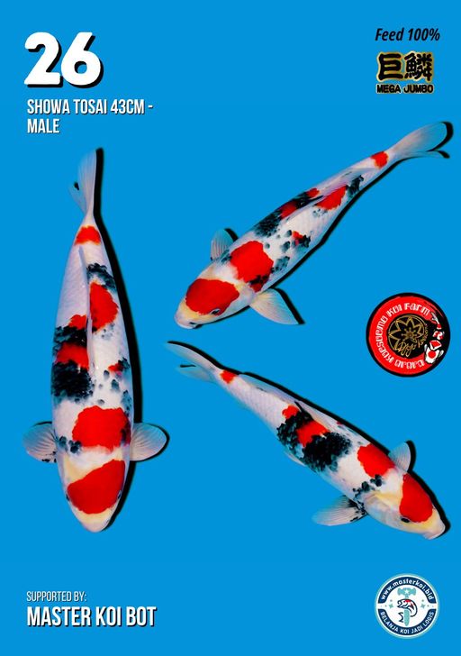 Lelang Koi Online, Jual Beli Ikan Koi, Pusat Jual Beli Koi, Info Lelang Koi Hari Ini, Platform Jual Beli Koi, Jual Beli Ikan Koi Online, Marketplace Ikan Koi, Jual Koi Terbaik, Tempat Beli Koi Berkualitas, Pasar Ikan Koi Online Terpercaya, Penjual Ikan Koi Terpercaya, Beli Koi Hias Online, Ikan Koi untuk Dijual, Koi Kualitas Terbaik, Toko Online Ikan Koi, Koi Hias Untuk Dijual, Jual Beli Ikan Koi Lokal, Koi Indonesia Online, Pusat Jual Beli Koi Terbesar