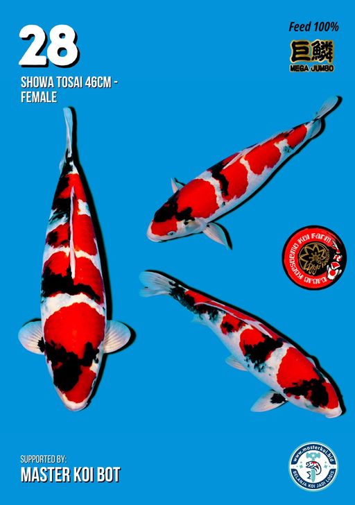 Lelang Koi Online, Jual Beli Ikan Koi, Pusat Jual Beli Koi, Info Lelang Koi Hari Ini, Platform Jual Beli Koi, Jual Beli Ikan Koi Online, Marketplace Ikan Koi, Jual Koi Terbaik, Tempat Beli Koi Berkualitas, Pasar Ikan Koi Online Terpercaya, Penjual Ikan Koi Terpercaya, Beli Koi Hias Online, Ikan Koi untuk Dijual, Koi Kualitas Terbaik, Toko Online Ikan Koi, Koi Hias Untuk Dijual, Jual Beli Ikan Koi Lokal, Koi Indonesia Online, Pusat Jual Beli Koi Terbesar