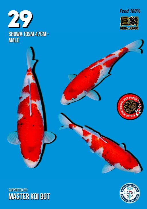 Lelang Koi Online, Jual Beli Ikan Koi, Pusat Jual Beli Koi, Info Lelang Koi Hari Ini, Platform Jual Beli Koi, Jual Beli Ikan Koi Online, Marketplace Ikan Koi, Jual Koi Terbaik, Tempat Beli Koi Berkualitas, Pasar Ikan Koi Online Terpercaya, Penjual Ikan Koi Terpercaya, Beli Koi Hias Online, Ikan Koi untuk Dijual, Koi Kualitas Terbaik, Toko Online Ikan Koi, Koi Hias Untuk Dijual, Jual Beli Ikan Koi Lokal, Koi Indonesia Online, Pusat Jual Beli Koi Terbesar