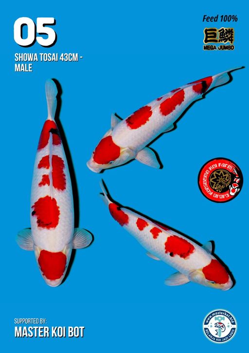 Lelang Koi Online, Jual Beli Ikan Koi, Pusat Jual Beli Koi, Info Lelang Koi Hari Ini, Platform Jual Beli Koi, Jual Beli Ikan Koi Online, Marketplace Ikan Koi, Jual Koi Terbaik, Tempat Beli Koi Berkualitas, Pasar Ikan Koi Online Terpercaya, Penjual Ikan Koi Terpercaya, Beli Koi Hias Online, Ikan Koi untuk Dijual, Koi Kualitas Terbaik, Toko Online Ikan Koi, Koi Hias Untuk Dijual, Jual Beli Ikan Koi Lokal, Koi Indonesia Online, Pusat Jual Beli Koi Terbesar