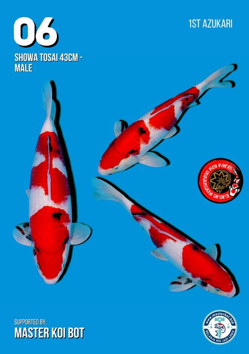 Lelang Koi Online, Jual Beli Ikan Koi, Pusat Jual Beli Koi, Info Lelang Koi Hari Ini, Platform Jual Beli Koi, Jual Beli Ikan Koi Online, Marketplace Ikan Koi, Jual Koi Terbaik, Tempat Beli Koi Berkualitas, Pasar Ikan Koi Online Terpercaya, Penjual Ikan Koi Terpercaya, Beli Koi Hias Online, Ikan Koi untuk Dijual, Koi Kualitas Terbaik, Toko Online Ikan Koi, Koi Hias Untuk Dijual, Jual Beli Ikan Koi Lokal, Koi Indonesia Online, Pusat Jual Beli Koi Terbesar