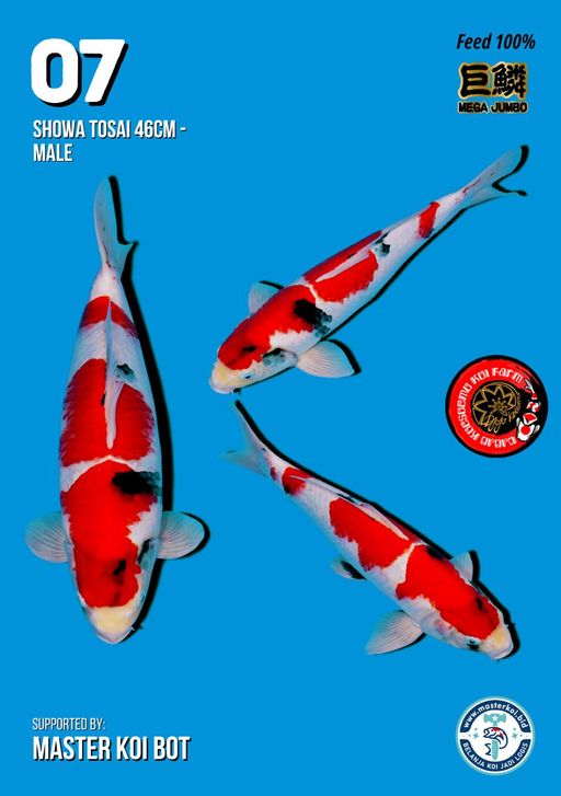 Lelang Koi Online, Jual Beli Ikan Koi, Pusat Jual Beli Koi, Info Lelang Koi Hari Ini, Platform Jual Beli Koi, Jual Beli Ikan Koi Online, Marketplace Ikan Koi, Jual Koi Terbaik, Tempat Beli Koi Berkualitas, Pasar Ikan Koi Online Terpercaya, Penjual Ikan Koi Terpercaya, Beli Koi Hias Online, Ikan Koi untuk Dijual, Koi Kualitas Terbaik, Toko Online Ikan Koi, Koi Hias Untuk Dijual, Jual Beli Ikan Koi Lokal, Koi Indonesia Online, Pusat Jual Beli Koi Terbesar