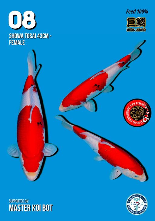 Lelang Koi Online, Jual Beli Ikan Koi, Pusat Jual Beli Koi, Info Lelang Koi Hari Ini, Platform Jual Beli Koi, Jual Beli Ikan Koi Online, Marketplace Ikan Koi, Jual Koi Terbaik, Tempat Beli Koi Berkualitas, Pasar Ikan Koi Online Terpercaya, Penjual Ikan Koi Terpercaya, Beli Koi Hias Online, Ikan Koi untuk Dijual, Koi Kualitas Terbaik, Toko Online Ikan Koi, Koi Hias Untuk Dijual, Jual Beli Ikan Koi Lokal, Koi Indonesia Online, Pusat Jual Beli Koi Terbesar