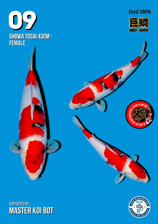 Lelang Koi Online, Jual Beli Ikan Koi, Pusat Jual Beli Koi, Info Lelang Koi Hari Ini, Platform Jual Beli Koi, Jual Beli Ikan Koi Online, Marketplace Ikan Koi, Jual Koi Terbaik, Tempat Beli Koi Berkualitas, Pasar Ikan Koi Online Terpercaya, Penjual Ikan Koi Terpercaya, Beli Koi Hias Online, Ikan Koi untuk Dijual, Koi Kualitas Terbaik, Toko Online Ikan Koi, Koi Hias Untuk Dijual, Jual Beli Ikan Koi Lokal, Koi Indonesia Online, Pusat Jual Beli Koi Terbesar