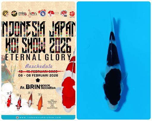 Lelang Koi Online, Jual Beli Ikan Koi, Pusat Jual Beli Koi, Info Lelang Koi Hari Ini, Platform Jual Beli Koi, Jual Beli Ikan Koi Online, Marketplace Ikan Koi, Jual Koi Terbaik, Tempat Beli Koi Berkualitas, Pasar Ikan Koi Online Terpercaya, Penjual Ikan Koi Terpercaya, Beli Koi Hias Online, Ikan Koi untuk Dijual, Koi Kualitas Terbaik, Toko Online Ikan Koi, Koi Hias Untuk Dijual, Jual Beli Ikan Koi Lokal, Koi Indonesia Online, Pusat Jual Beli Koi Terbesar