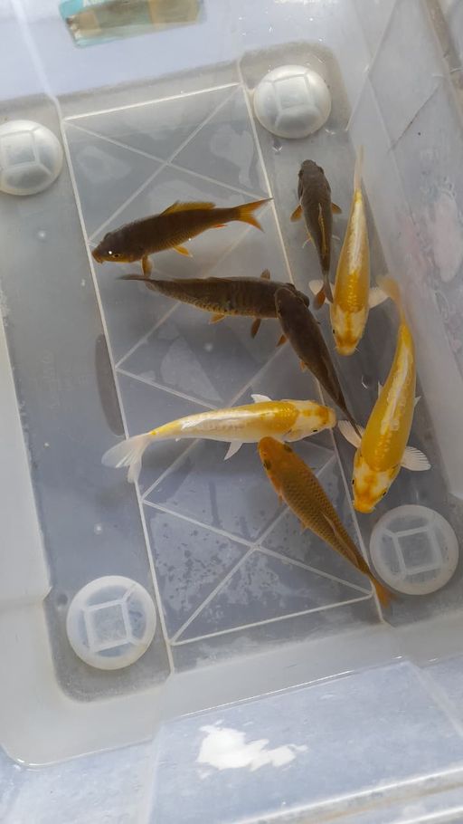 Lelang Koi Online, Jual Beli Ikan Koi, Pusat Jual Beli Koi, Info Lelang Koi Hari Ini, Platform Jual Beli Koi, Jual Beli Ikan Koi Online, Marketplace Ikan Koi, Jual Koi Terbaik, Tempat Beli Koi Berkualitas, Pasar Ikan Koi Online Terpercaya, Penjual Ikan Koi Terpercaya, Beli Koi Hias Online, Ikan Koi untuk Dijual, Koi Kualitas Terbaik, Toko Online Ikan Koi, Koi Hias Untuk Dijual, Jual Beli Ikan Koi Lokal, Koi Indonesia Online, Pusat Jual Beli Koi Terbesar