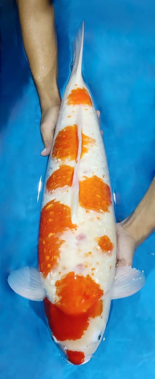 Lelang Koi Online, Jual Beli Ikan Koi, Pusat Jual Beli Koi, Info Lelang Koi Hari Ini, Platform Jual Beli Koi, Jual Beli Ikan Koi Online, Marketplace Ikan Koi, Jual Koi Terbaik, Tempat Beli Koi Berkualitas, Pasar Ikan Koi Online Terpercaya, Penjual Ikan Koi Terpercaya, Beli Koi Hias Online, Ikan Koi untuk Dijual, Koi Kualitas Terbaik, Toko Online Ikan Koi, Koi Hias Untuk Dijual, Jual Beli Ikan Koi Lokal, Koi Indonesia Online, Pusat Jual Beli Koi Terbesar