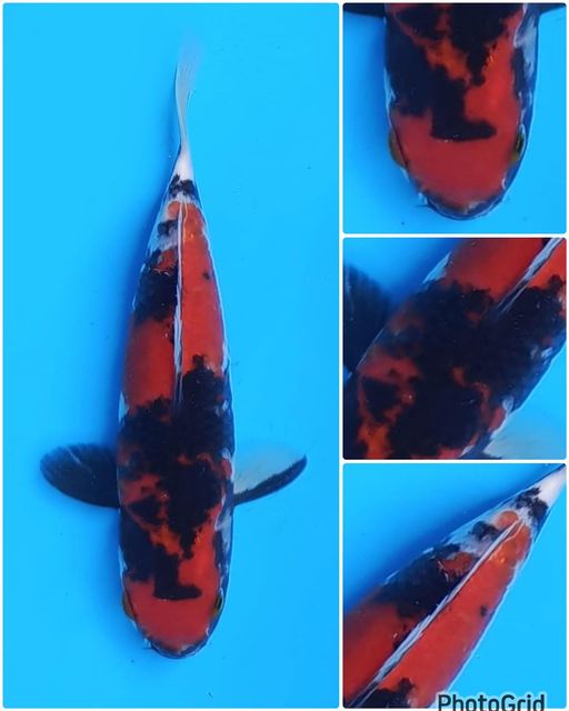 Lelang Koi Online, Jual Beli Ikan Koi, Pusat Jual Beli Koi, Info Lelang Koi Hari Ini, Platform Jual Beli Koi, Jual Beli Ikan Koi Online, Marketplace Ikan Koi, Jual Koi Terbaik, Tempat Beli Koi Berkualitas, Pasar Ikan Koi Online Terpercaya, Penjual Ikan Koi Terpercaya, Beli Koi Hias Online, Ikan Koi untuk Dijual, Koi Kualitas Terbaik, Toko Online Ikan Koi, Koi Hias Untuk Dijual, Jual Beli Ikan Koi Lokal, Koi Indonesia Online, Pusat Jual Beli Koi Terbesar