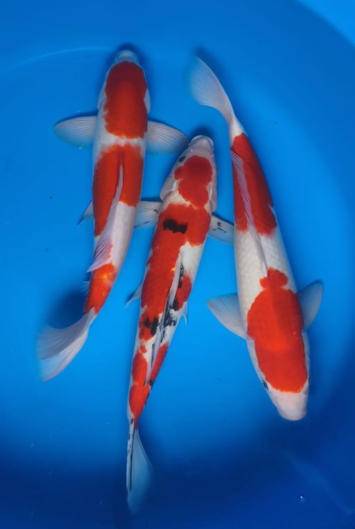 Lelang Koi Online, Jual Beli Ikan Koi, Pusat Jual Beli Koi, Info Lelang Koi Hari Ini, Platform Jual Beli Koi, Jual Beli Ikan Koi Online, Marketplace Ikan Koi, Jual Koi Terbaik, Tempat Beli Koi Berkualitas, Pasar Ikan Koi Online Terpercaya, Penjual Ikan Koi Terpercaya, Beli Koi Hias Online, Ikan Koi untuk Dijual, Koi Kualitas Terbaik, Toko Online Ikan Koi, Koi Hias Untuk Dijual, Jual Beli Ikan Koi Lokal, Koi Indonesia Online, Pusat Jual Beli Koi Terbesar