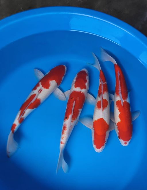 Lelang Koi Online, Jual Beli Ikan Koi, Pusat Jual Beli Koi, Info Lelang Koi Hari Ini, Platform Jual Beli Koi, Jual Beli Ikan Koi Online, Marketplace Ikan Koi, Jual Koi Terbaik, Tempat Beli Koi Berkualitas, Pasar Ikan Koi Online Terpercaya, Penjual Ikan Koi Terpercaya, Beli Koi Hias Online, Ikan Koi untuk Dijual, Koi Kualitas Terbaik, Toko Online Ikan Koi, Koi Hias Untuk Dijual, Jual Beli Ikan Koi Lokal, Koi Indonesia Online, Pusat Jual Beli Koi Terbesar