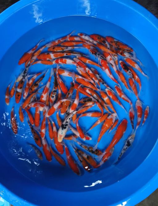 Lelang Koi Online, Jual Beli Ikan Koi, Pusat Jual Beli Koi, Info Lelang Koi Hari Ini, Platform Jual Beli Koi, Jual Beli Ikan Koi Online, Marketplace Ikan Koi, Jual Koi Terbaik, Tempat Beli Koi Berkualitas, Pasar Ikan Koi Online Terpercaya, Penjual Ikan Koi Terpercaya, Beli Koi Hias Online, Ikan Koi untuk Dijual, Koi Kualitas Terbaik, Toko Online Ikan Koi, Koi Hias Untuk Dijual, Jual Beli Ikan Koi Lokal, Koi Indonesia Online, Pusat Jual Beli Koi Terbesar