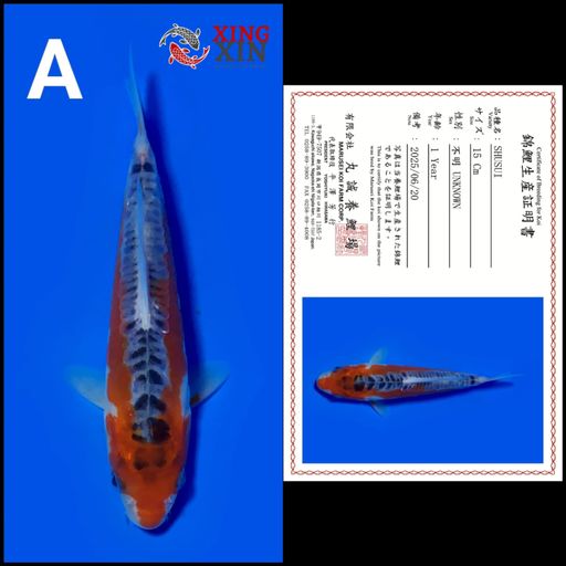 Lelang Koi Online, Jual Beli Ikan Koi, Pusat Jual Beli Koi, Info Lelang Koi Hari Ini, Platform Jual Beli Koi, Jual Beli Ikan Koi Online, Marketplace Ikan Koi, Jual Koi Terbaik, Tempat Beli Koi Berkualitas, Pasar Ikan Koi Online Terpercaya, Penjual Ikan Koi Terpercaya, Beli Koi Hias Online, Ikan Koi untuk Dijual, Koi Kualitas Terbaik, Toko Online Ikan Koi, Koi Hias Untuk Dijual, Jual Beli Ikan Koi Lokal, Koi Indonesia Online, Pusat Jual Beli Koi Terbesar