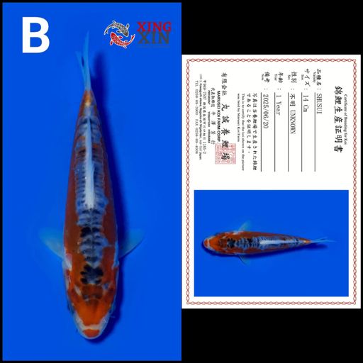 Lelang Koi Online, Jual Beli Ikan Koi, Pusat Jual Beli Koi, Info Lelang Koi Hari Ini, Platform Jual Beli Koi, Jual Beli Ikan Koi Online, Marketplace Ikan Koi, Jual Koi Terbaik, Tempat Beli Koi Berkualitas, Pasar Ikan Koi Online Terpercaya, Penjual Ikan Koi Terpercaya, Beli Koi Hias Online, Ikan Koi untuk Dijual, Koi Kualitas Terbaik, Toko Online Ikan Koi, Koi Hias Untuk Dijual, Jual Beli Ikan Koi Lokal, Koi Indonesia Online, Pusat Jual Beli Koi Terbesar