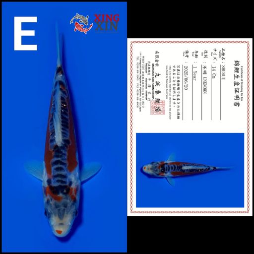 Lelang Koi Online, Jual Beli Ikan Koi, Pusat Jual Beli Koi, Info Lelang Koi Hari Ini, Platform Jual Beli Koi, Jual Beli Ikan Koi Online, Marketplace Ikan Koi, Jual Koi Terbaik, Tempat Beli Koi Berkualitas, Pasar Ikan Koi Online Terpercaya, Penjual Ikan Koi Terpercaya, Beli Koi Hias Online, Ikan Koi untuk Dijual, Koi Kualitas Terbaik, Toko Online Ikan Koi, Koi Hias Untuk Dijual, Jual Beli Ikan Koi Lokal, Koi Indonesia Online, Pusat Jual Beli Koi Terbesar