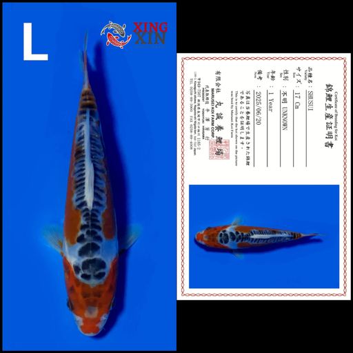 Lelang Koi Online, Jual Beli Ikan Koi, Pusat Jual Beli Koi, Info Lelang Koi Hari Ini, Platform Jual Beli Koi, Jual Beli Ikan Koi Online, Marketplace Ikan Koi, Jual Koi Terbaik, Tempat Beli Koi Berkualitas, Pasar Ikan Koi Online Terpercaya, Penjual Ikan Koi Terpercaya, Beli Koi Hias Online, Ikan Koi untuk Dijual, Koi Kualitas Terbaik, Toko Online Ikan Koi, Koi Hias Untuk Dijual, Jual Beli Ikan Koi Lokal, Koi Indonesia Online, Pusat Jual Beli Koi Terbesar