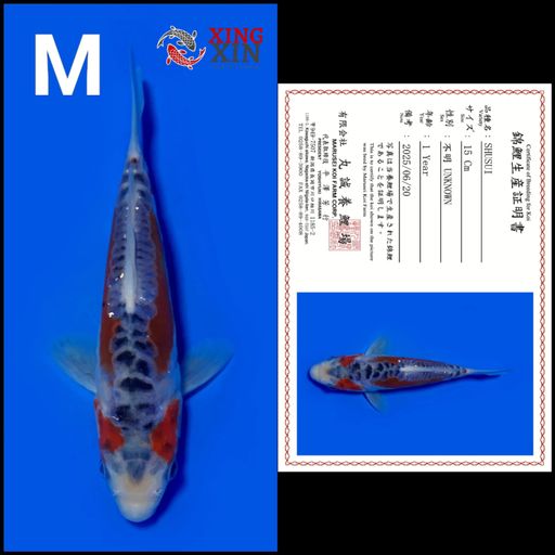 Lelang Koi Online, Jual Beli Ikan Koi, Pusat Jual Beli Koi, Info Lelang Koi Hari Ini, Platform Jual Beli Koi, Jual Beli Ikan Koi Online, Marketplace Ikan Koi, Jual Koi Terbaik, Tempat Beli Koi Berkualitas, Pasar Ikan Koi Online Terpercaya, Penjual Ikan Koi Terpercaya, Beli Koi Hias Online, Ikan Koi untuk Dijual, Koi Kualitas Terbaik, Toko Online Ikan Koi, Koi Hias Untuk Dijual, Jual Beli Ikan Koi Lokal, Koi Indonesia Online, Pusat Jual Beli Koi Terbesar