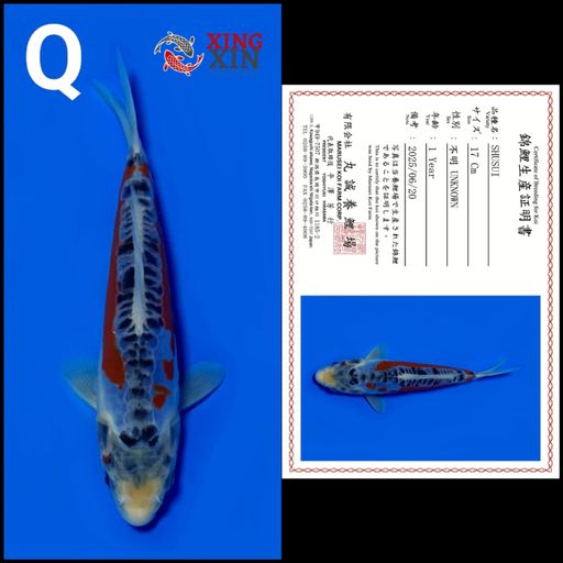 Lelang Koi Online, Jual Beli Ikan Koi, Pusat Jual Beli Koi, Info Lelang Koi Hari Ini, Platform Jual Beli Koi, Jual Beli Ikan Koi Online, Marketplace Ikan Koi, Jual Koi Terbaik, Tempat Beli Koi Berkualitas, Pasar Ikan Koi Online Terpercaya, Penjual Ikan Koi Terpercaya, Beli Koi Hias Online, Ikan Koi untuk Dijual, Koi Kualitas Terbaik, Toko Online Ikan Koi, Koi Hias Untuk Dijual, Jual Beli Ikan Koi Lokal, Koi Indonesia Online, Pusat Jual Beli Koi Terbesar