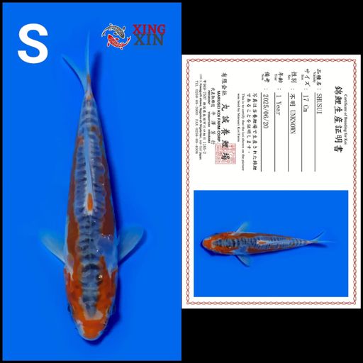 Lelang Koi Online, Jual Beli Ikan Koi, Pusat Jual Beli Koi, Info Lelang Koi Hari Ini, Platform Jual Beli Koi, Jual Beli Ikan Koi Online, Marketplace Ikan Koi, Jual Koi Terbaik, Tempat Beli Koi Berkualitas, Pasar Ikan Koi Online Terpercaya, Penjual Ikan Koi Terpercaya, Beli Koi Hias Online, Ikan Koi untuk Dijual, Koi Kualitas Terbaik, Toko Online Ikan Koi, Koi Hias Untuk Dijual, Jual Beli Ikan Koi Lokal, Koi Indonesia Online, Pusat Jual Beli Koi Terbesar