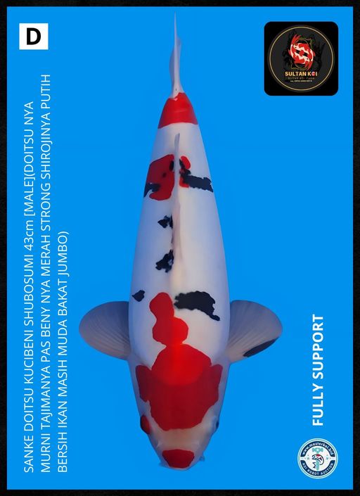 Lelang Koi Online, Jual Beli Ikan Koi, Pusat Jual Beli Koi, Info Lelang Koi Hari Ini, Platform Jual Beli Koi, Jual Beli Ikan Koi Online, Marketplace Ikan Koi, Jual Koi Terbaik, Tempat Beli Koi Berkualitas, Pasar Ikan Koi Online Terpercaya, Penjual Ikan Koi Terpercaya, Beli Koi Hias Online, Ikan Koi untuk Dijual, Koi Kualitas Terbaik, Toko Online Ikan Koi, Koi Hias Untuk Dijual, Jual Beli Ikan Koi Lokal, Koi Indonesia Online, Pusat Jual Beli Koi Terbesar