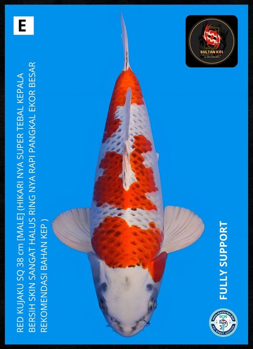 Lelang Koi Online, Jual Beli Ikan Koi, Pusat Jual Beli Koi, Info Lelang Koi Hari Ini, Platform Jual Beli Koi, Jual Beli Ikan Koi Online, Marketplace Ikan Koi, Jual Koi Terbaik, Tempat Beli Koi Berkualitas, Pasar Ikan Koi Online Terpercaya, Penjual Ikan Koi Terpercaya, Beli Koi Hias Online, Ikan Koi untuk Dijual, Koi Kualitas Terbaik, Toko Online Ikan Koi, Koi Hias Untuk Dijual, Jual Beli Ikan Koi Lokal, Koi Indonesia Online, Pusat Jual Beli Koi Terbesar