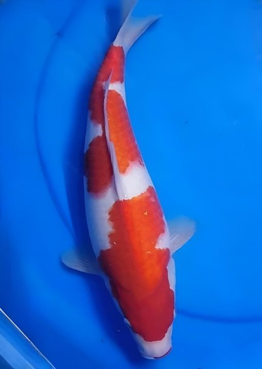 Lelang Koi Online, Jual Beli Ikan Koi, Pusat Jual Beli Koi, Info Lelang Koi Hari Ini, Platform Jual Beli Koi, Jual Beli Ikan Koi Online, Marketplace Ikan Koi, Jual Koi Terbaik, Tempat Beli Koi Berkualitas, Pasar Ikan Koi Online Terpercaya, Penjual Ikan Koi Terpercaya, Beli Koi Hias Online, Ikan Koi untuk Dijual, Koi Kualitas Terbaik, Toko Online Ikan Koi, Koi Hias Untuk Dijual, Jual Beli Ikan Koi Lokal, Koi Indonesia Online, Pusat Jual Beli Koi Terbesar