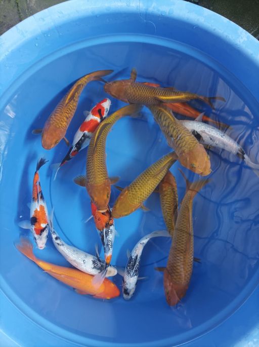 Lelang Koi Online, Jual Beli Ikan Koi, Pusat Jual Beli Koi, Info Lelang Koi Hari Ini, Platform Jual Beli Koi, Jual Beli Ikan Koi Online, Marketplace Ikan Koi, Jual Koi Terbaik, Tempat Beli Koi Berkualitas, Pasar Ikan Koi Online Terpercaya, Penjual Ikan Koi Terpercaya, Beli Koi Hias Online, Ikan Koi untuk Dijual, Koi Kualitas Terbaik, Toko Online Ikan Koi, Koi Hias Untuk Dijual, Jual Beli Ikan Koi Lokal, Koi Indonesia Online, Pusat Jual Beli Koi Terbesar