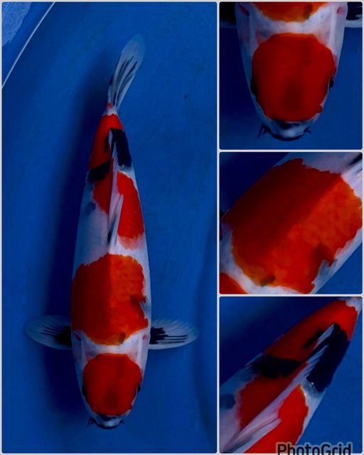 Lelang Koi Online, Jual Beli Ikan Koi, Pusat Jual Beli Koi, Info Lelang Koi Hari Ini, Platform Jual Beli Koi, Jual Beli Ikan Koi Online, Marketplace Ikan Koi, Jual Koi Terbaik, Tempat Beli Koi Berkualitas, Pasar Ikan Koi Online Terpercaya, Penjual Ikan Koi Terpercaya, Beli Koi Hias Online, Ikan Koi untuk Dijual, Koi Kualitas Terbaik, Toko Online Ikan Koi, Koi Hias Untuk Dijual, Jual Beli Ikan Koi Lokal, Koi Indonesia Online, Pusat Jual Beli Koi Terbesar