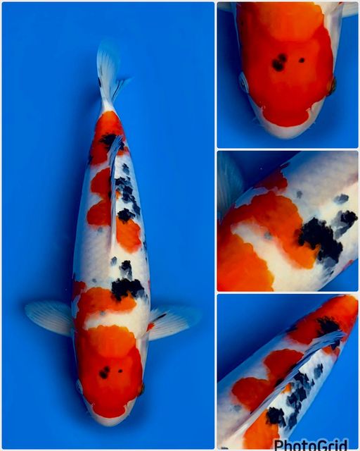 Lelang Koi Online, Jual Beli Ikan Koi, Pusat Jual Beli Koi, Info Lelang Koi Hari Ini, Platform Jual Beli Koi, Jual Beli Ikan Koi Online, Marketplace Ikan Koi, Jual Koi Terbaik, Tempat Beli Koi Berkualitas, Pasar Ikan Koi Online Terpercaya, Penjual Ikan Koi Terpercaya, Beli Koi Hias Online, Ikan Koi untuk Dijual, Koi Kualitas Terbaik, Toko Online Ikan Koi, Koi Hias Untuk Dijual, Jual Beli Ikan Koi Lokal, Koi Indonesia Online, Pusat Jual Beli Koi Terbesar