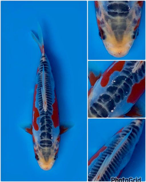 Lelang Koi Online, Jual Beli Ikan Koi, Pusat Jual Beli Koi, Info Lelang Koi Hari Ini, Platform Jual Beli Koi, Jual Beli Ikan Koi Online, Marketplace Ikan Koi, Jual Koi Terbaik, Tempat Beli Koi Berkualitas, Pasar Ikan Koi Online Terpercaya, Penjual Ikan Koi Terpercaya, Beli Koi Hias Online, Ikan Koi untuk Dijual, Koi Kualitas Terbaik, Toko Online Ikan Koi, Koi Hias Untuk Dijual, Jual Beli Ikan Koi Lokal, Koi Indonesia Online, Pusat Jual Beli Koi Terbesar