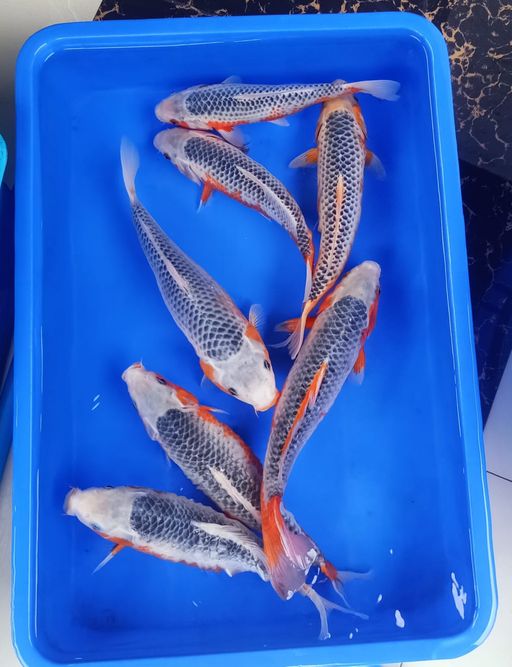 Lelang Koi Online, Jual Beli Ikan Koi, Pusat Jual Beli Koi, Info Lelang Koi Hari Ini, Platform Jual Beli Koi, Jual Beli Ikan Koi Online, Marketplace Ikan Koi, Jual Koi Terbaik, Tempat Beli Koi Berkualitas, Pasar Ikan Koi Online Terpercaya, Penjual Ikan Koi Terpercaya, Beli Koi Hias Online, Ikan Koi untuk Dijual, Koi Kualitas Terbaik, Toko Online Ikan Koi, Koi Hias Untuk Dijual, Jual Beli Ikan Koi Lokal, Koi Indonesia Online, Pusat Jual Beli Koi Terbesar
