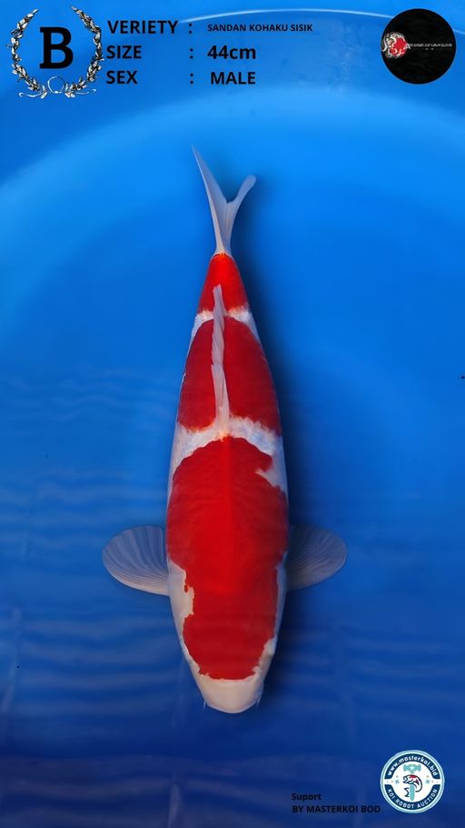 Lelang Koi Online, Jual Beli Ikan Koi, Pusat Jual Beli Koi, Info Lelang Koi Hari Ini, Platform Jual Beli Koi, Jual Beli Ikan Koi Online, Marketplace Ikan Koi, Jual Koi Terbaik, Tempat Beli Koi Berkualitas, Pasar Ikan Koi Online Terpercaya, Penjual Ikan Koi Terpercaya, Beli Koi Hias Online, Ikan Koi untuk Dijual, Koi Kualitas Terbaik, Toko Online Ikan Koi, Koi Hias Untuk Dijual, Jual Beli Ikan Koi Lokal, Koi Indonesia Online, Pusat Jual Beli Koi Terbesar