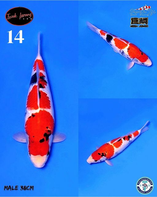 Lelang Koi Online, Jual Beli Ikan Koi, Pusat Jual Beli Koi, Info Lelang Koi Hari Ini, Platform Jual Beli Koi, Jual Beli Ikan Koi Online, Marketplace Ikan Koi, Jual Koi Terbaik, Tempat Beli Koi Berkualitas, Pasar Ikan Koi Online Terpercaya, Penjual Ikan Koi Terpercaya, Beli Koi Hias Online, Ikan Koi untuk Dijual, Koi Kualitas Terbaik, Toko Online Ikan Koi, Koi Hias Untuk Dijual, Jual Beli Ikan Koi Lokal, Koi Indonesia Online, Pusat Jual Beli Koi Terbesar