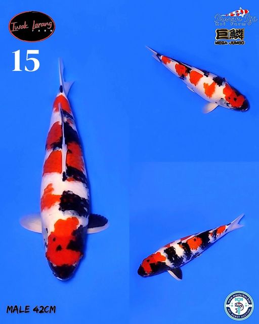 Lelang Koi Online, Jual Beli Ikan Koi, Pusat Jual Beli Koi, Info Lelang Koi Hari Ini, Platform Jual Beli Koi, Jual Beli Ikan Koi Online, Marketplace Ikan Koi, Jual Koi Terbaik, Tempat Beli Koi Berkualitas, Pasar Ikan Koi Online Terpercaya, Penjual Ikan Koi Terpercaya, Beli Koi Hias Online, Ikan Koi untuk Dijual, Koi Kualitas Terbaik, Toko Online Ikan Koi, Koi Hias Untuk Dijual, Jual Beli Ikan Koi Lokal, Koi Indonesia Online, Pusat Jual Beli Koi Terbesar