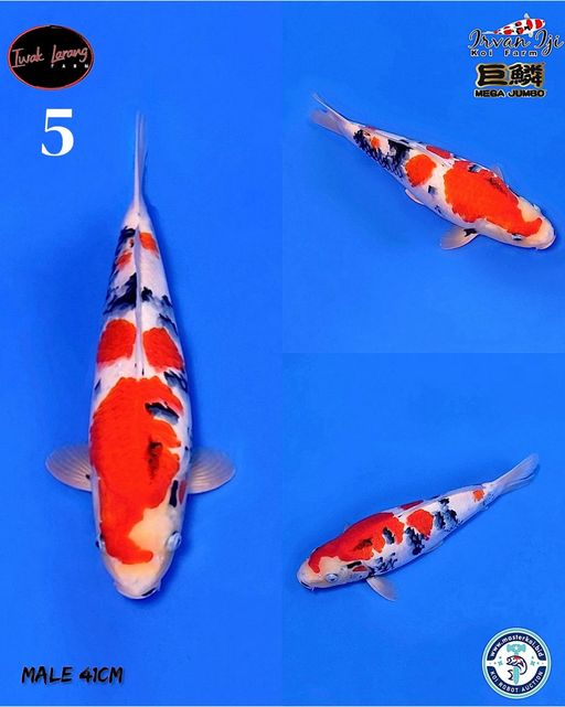 Lelang Koi Online, Jual Beli Ikan Koi, Pusat Jual Beli Koi, Info Lelang Koi Hari Ini, Platform Jual Beli Koi, Jual Beli Ikan Koi Online, Marketplace Ikan Koi, Jual Koi Terbaik, Tempat Beli Koi Berkualitas, Pasar Ikan Koi Online Terpercaya, Penjual Ikan Koi Terpercaya, Beli Koi Hias Online, Ikan Koi untuk Dijual, Koi Kualitas Terbaik, Toko Online Ikan Koi, Koi Hias Untuk Dijual, Jual Beli Ikan Koi Lokal, Koi Indonesia Online, Pusat Jual Beli Koi Terbesar