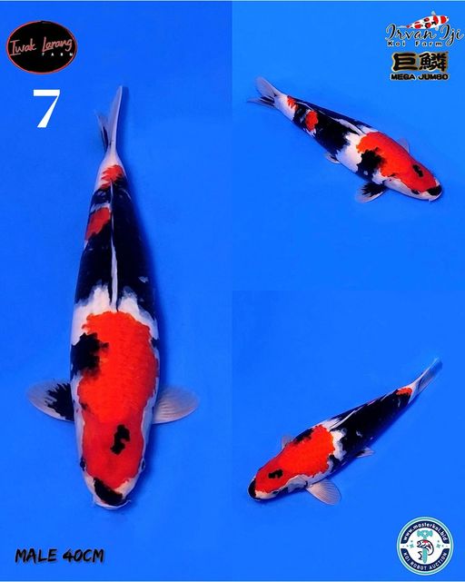 Lelang Koi Online, Jual Beli Ikan Koi, Pusat Jual Beli Koi, Info Lelang Koi Hari Ini, Platform Jual Beli Koi, Jual Beli Ikan Koi Online, Marketplace Ikan Koi, Jual Koi Terbaik, Tempat Beli Koi Berkualitas, Pasar Ikan Koi Online Terpercaya, Penjual Ikan Koi Terpercaya, Beli Koi Hias Online, Ikan Koi untuk Dijual, Koi Kualitas Terbaik, Toko Online Ikan Koi, Koi Hias Untuk Dijual, Jual Beli Ikan Koi Lokal, Koi Indonesia Online, Pusat Jual Beli Koi Terbesar