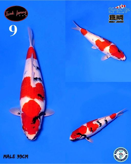 Lelang Koi Online, Jual Beli Ikan Koi, Pusat Jual Beli Koi, Info Lelang Koi Hari Ini, Platform Jual Beli Koi, Jual Beli Ikan Koi Online, Marketplace Ikan Koi, Jual Koi Terbaik, Tempat Beli Koi Berkualitas, Pasar Ikan Koi Online Terpercaya, Penjual Ikan Koi Terpercaya, Beli Koi Hias Online, Ikan Koi untuk Dijual, Koi Kualitas Terbaik, Toko Online Ikan Koi, Koi Hias Untuk Dijual, Jual Beli Ikan Koi Lokal, Koi Indonesia Online, Pusat Jual Beli Koi Terbesar
