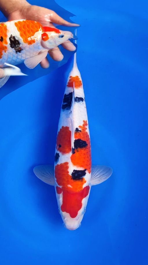 Lelang Koi Online, Jual Beli Ikan Koi, Pusat Jual Beli Koi, Info Lelang Koi Hari Ini, Platform Jual Beli Koi, Jual Beli Ikan Koi Online, Marketplace Ikan Koi, Jual Koi Terbaik, Tempat Beli Koi Berkualitas, Pasar Ikan Koi Online Terpercaya, Penjual Ikan Koi Terpercaya, Beli Koi Hias Online, Ikan Koi untuk Dijual, Koi Kualitas Terbaik, Toko Online Ikan Koi, Koi Hias Untuk Dijual, Jual Beli Ikan Koi Lokal, Koi Indonesia Online, Pusat Jual Beli Koi Terbesar