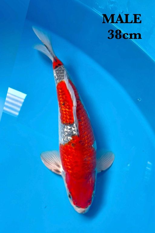 Lelang Koi Online, Jual Beli Ikan Koi, Pusat Jual Beli Koi, Info Lelang Koi Hari Ini, Platform Jual Beli Koi, Jual Beli Ikan Koi Online, Marketplace Ikan Koi, Jual Koi Terbaik, Tempat Beli Koi Berkualitas, Pasar Ikan Koi Online Terpercaya, Penjual Ikan Koi Terpercaya, Beli Koi Hias Online, Ikan Koi untuk Dijual, Koi Kualitas Terbaik, Toko Online Ikan Koi, Koi Hias Untuk Dijual, Jual Beli Ikan Koi Lokal, Koi Indonesia Online, Pusat Jual Beli Koi Terbesar