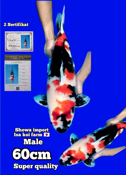 Lelang Koi Online, Jual Beli Ikan Koi, Pusat Jual Beli Koi, Info Lelang Koi Hari Ini, Platform Jual Beli Koi, Jual Beli Ikan Koi Online, Marketplace Ikan Koi, Jual Koi Terbaik, Tempat Beli Koi Berkualitas, Pasar Ikan Koi Online Terpercaya, Penjual Ikan Koi Terpercaya, Beli Koi Hias Online, Ikan Koi untuk Dijual, Koi Kualitas Terbaik, Toko Online Ikan Koi, Koi Hias Untuk Dijual, Jual Beli Ikan Koi Lokal, Koi Indonesia Online, Pusat Jual Beli Koi Terbesar