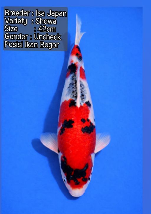 Lelang Koi Online, Jual Beli Ikan Koi, Pusat Jual Beli Koi, Info Lelang Koi Hari Ini, Platform Jual Beli Koi, Jual Beli Ikan Koi Online, Marketplace Ikan Koi, Jual Koi Terbaik, Tempat Beli Koi Berkualitas, Pasar Ikan Koi Online Terpercaya, Penjual Ikan Koi Terpercaya, Beli Koi Hias Online, Ikan Koi untuk Dijual, Koi Kualitas Terbaik, Toko Online Ikan Koi, Koi Hias Untuk Dijual, Jual Beli Ikan Koi Lokal, Koi Indonesia Online, Pusat Jual Beli Koi Terbesar