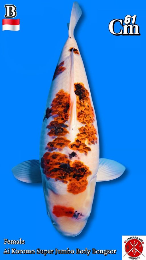 Lelang Koi Online, Jual Beli Ikan Koi, Pusat Jual Beli Koi, Info Lelang Koi Hari Ini, Platform Jual Beli Koi, Jual Beli Ikan Koi Online, Marketplace Ikan Koi, Jual Koi Terbaik, Tempat Beli Koi Berkualitas, Pasar Ikan Koi Online Terpercaya, Penjual Ikan Koi Terpercaya, Beli Koi Hias Online, Ikan Koi untuk Dijual, Koi Kualitas Terbaik, Toko Online Ikan Koi, Koi Hias Untuk Dijual, Jual Beli Ikan Koi Lokal, Koi Indonesia Online, Pusat Jual Beli Koi Terbesar
