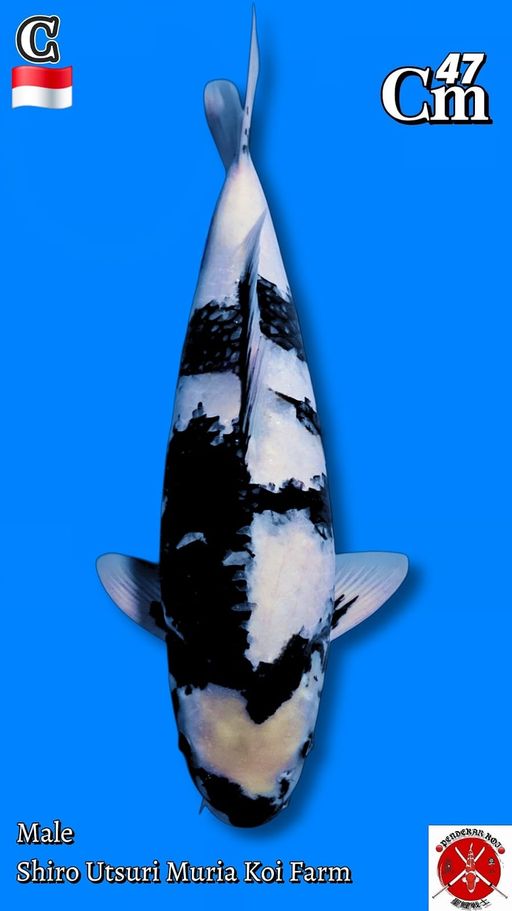 Lelang Koi Online, Jual Beli Ikan Koi, Pusat Jual Beli Koi, Info Lelang Koi Hari Ini, Platform Jual Beli Koi, Jual Beli Ikan Koi Online, Marketplace Ikan Koi, Jual Koi Terbaik, Tempat Beli Koi Berkualitas, Pasar Ikan Koi Online Terpercaya, Penjual Ikan Koi Terpercaya, Beli Koi Hias Online, Ikan Koi untuk Dijual, Koi Kualitas Terbaik, Toko Online Ikan Koi, Koi Hias Untuk Dijual, Jual Beli Ikan Koi Lokal, Koi Indonesia Online, Pusat Jual Beli Koi Terbesar