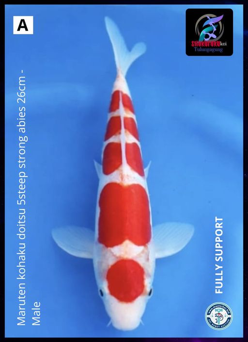 Lelang Koi Online, Jual Beli Ikan Koi, Pusat Jual Beli Koi, Info Lelang Koi Hari Ini, Platform Jual Beli Koi, Jual Beli Ikan Koi Online, Marketplace Ikan Koi, Jual Koi Terbaik, Tempat Beli Koi Berkualitas, Pasar Ikan Koi Online Terpercaya, Penjual Ikan Koi Terpercaya, Beli Koi Hias Online, Ikan Koi untuk Dijual, Koi Kualitas Terbaik, Toko Online Ikan Koi, Koi Hias Untuk Dijual, Jual Beli Ikan Koi Lokal, Koi Indonesia Online, Pusat Jual Beli Koi Terbesar