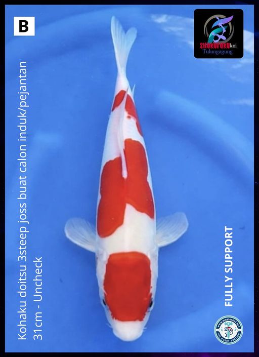 Lelang Koi Online, Jual Beli Ikan Koi, Pusat Jual Beli Koi, Info Lelang Koi Hari Ini, Platform Jual Beli Koi, Jual Beli Ikan Koi Online, Marketplace Ikan Koi, Jual Koi Terbaik, Tempat Beli Koi Berkualitas, Pasar Ikan Koi Online Terpercaya, Penjual Ikan Koi Terpercaya, Beli Koi Hias Online, Ikan Koi untuk Dijual, Koi Kualitas Terbaik, Toko Online Ikan Koi, Koi Hias Untuk Dijual, Jual Beli Ikan Koi Lokal, Koi Indonesia Online, Pusat Jual Beli Koi Terbesar